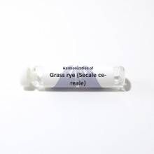 Grass, Rye (Secale cereale)